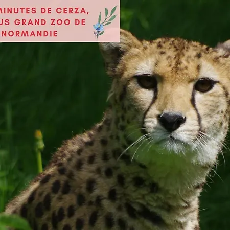 Jungle - Jardin, Netflix Et Parking - Le Manoir Aux Pommes Appartamento Orbec