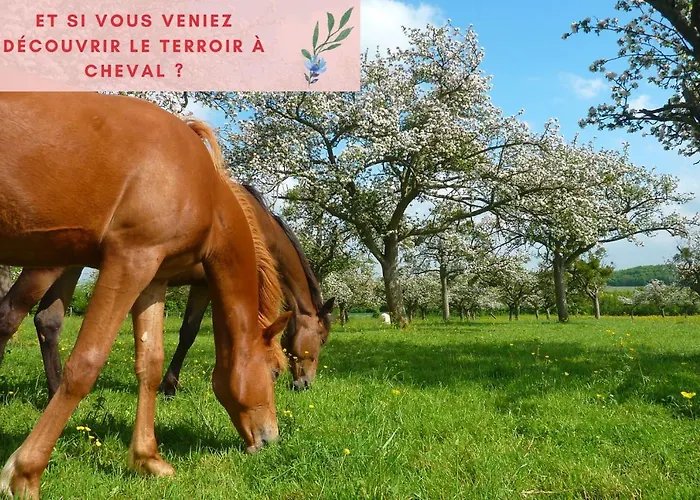 Jungle - Jardin, Netflix Et Parking - Le Manoir Aux Pommes