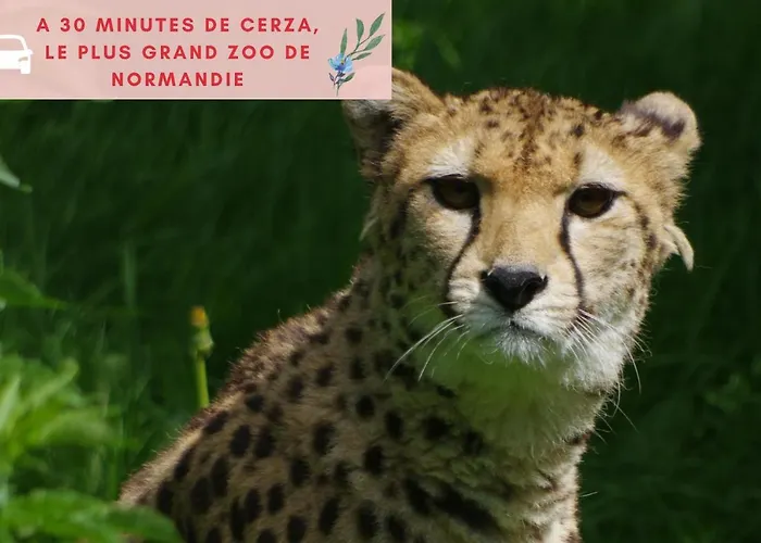 Jungle - Jardin, Netflix Et Parking - Le Manoir Aux Pommes Апартаменты Orbec